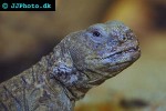 uromastyx aegyptius spiny tailed lizard uromastyx aegyptius spiny tailed lizard