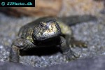 uromastyx aegyptius spiny tailed lizard uromastyx aegyptius spiny tailed lizard