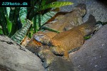 uromastyx aegyptius spiny tailed lizard uromastyx aegyptius spiny tailed lizard