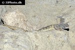 uromastyx ornata ornate mastigure uromastyx ornata ornate mastigure