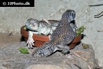 uromastyx thomasi thomas mastigure uromastyx thomasi thomas mastigure