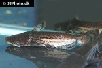 ageneiosus inermis ageneiosus inermis