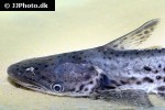 ageneiosus inermis ageneiosus inermis