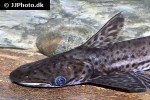 ageneiosus inermis ageneiosus inermis