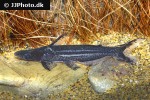 ageneiosus lineatus ageneiosus lineatus