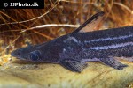 ageneiosus lineatus ageneiosus lineatus