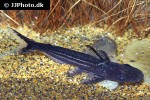 ageneiosus lineatus ageneiosus lineatus