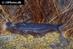 ageneiosus lineatus ageneiosus lineatus