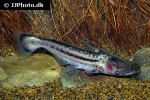 ageneiosus magoi ageneiosus magoi
