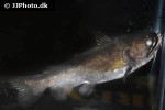 asterophysus batrachus asterophysus batrachus