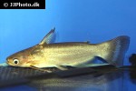 auchenipterichthys coracoideus auchenipterichthys coracoideus