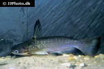 auchenipterichthys coracoideus auchenipterichthys coracoideus