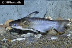 auchenipterichthys coracoideus auchenipterichthys coracoideus