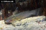 auchenipterichthys coracoideus auchenipterichthys coracoideus