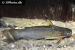 auchenipterichthys coracoideus auchenipterichthys coracoideus