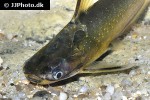 auchenipterichthys coracoideus auchenipterichthys coracoideus