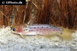auchenipterichthys punctatus auchenipterichthys punctatus