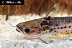 auchenipterichthys punctatus auchenipterichthys punctatus