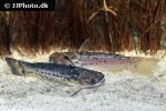 auchenipterichthys punctatus auchenipterichthys punctatus