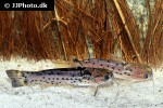 auchenipterichthys punctatus auchenipterichthys punctatus