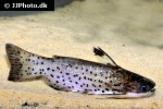 auchenipterichthys punctatus auchenipterichthys punctatus