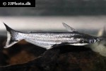 auchenipterus nigripinnis auchenipterus nigripinnis
