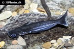 auchenipterus nigripinnis auchenipterus nigripinnis