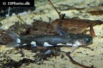 centromochlus musaicus centromochlus musaicus