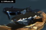 centromochlus musaicus centromochlus musaicus