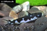 centromochlus orca centromochlus orca