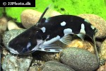 centromochlus orca centromochlus orca