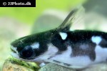 centromochlus orca centromochlus orca
