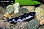 centromochlus orca centromochlus orca