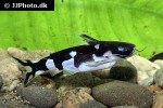 centromochlus orca centromochlus orca