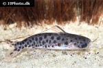 centromochlus schultzi centromochlus schultzi