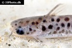 centromochlus schultzi centromochlus schultzi