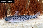 centromochlus schultzi centromochlus schultzi