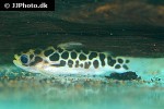 duringlanis perugiae duringlanis perugiae