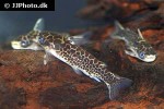 duringlanis perugiae duringlanis perugiae