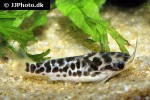 duringlanis perugiae duringlanis perugiae