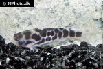 duringlanis perugiae duringlanis perugiae