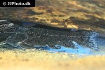 liosomadoras morrowi liosomadoras morrowi