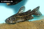 liosomadoras oncinus liosomadoras oncinus
