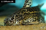 liosomadoras oncinus liosomadoras oncinus