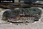liosomadoras oncinus liosomadoras oncinus