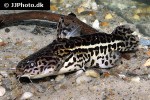 liosomadoras oncinus liosomadoras oncinus