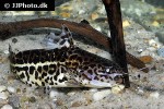 liosomadoras oncinus liosomadoras oncinus