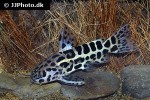 liosomadoras oncinus liosomadoras oncinus