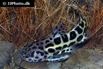 liosomadoras oncinus liosomadoras oncinus
