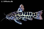 liosomadoras oncinus liosomadoras oncinus